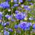 Blue Bachelor Button Seeds 1 thumbnail