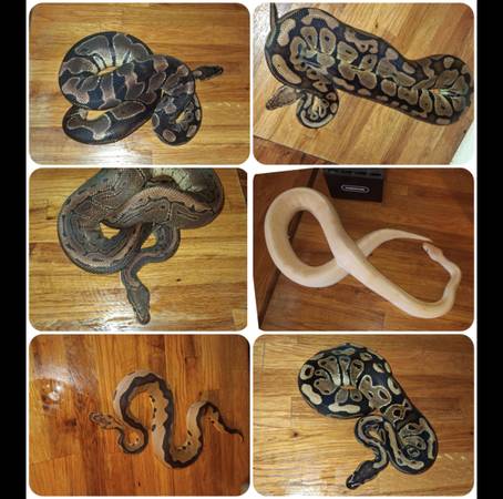 Snakes 1