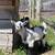 Healthy, Disbudded Nigerian Dwarf Goats for Discussion 8 thumbnail