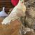 3 Elegant Tabletop Christmas Tree Decor Pieces 12 thumbnail