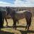 Horse 2 thumbnail