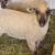 Ewe lambs  (sheep) 3 thumbnail