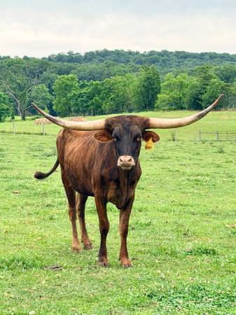 Longhorn cows 1