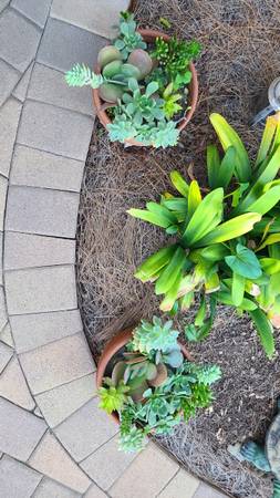 2 clay pots with succulent plants arrangment 1