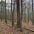 Excellent wooded property, mature hardwood timber! 11 thumbnail