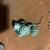 Blow off valves/SRT4 stock turbo 5 thumbnail