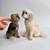 Custom Handcrafted Wool Pet Sculptures Preserve Your Pet 20 thumbnail