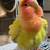 lovebird 2 thumbnail