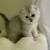 Scottish Fold/Straight 9 thumbnail