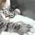 Mixed MC Kittens 2 thumbnail