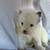 Pomsky 5 thumbnail