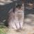 LOST CAT - Gray Tabby with Cream Belly 5 thumbnail