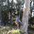 JOSE TREE CARE  SERVICE___________________________ALL SAN JOSE ,N 17 thumbnail