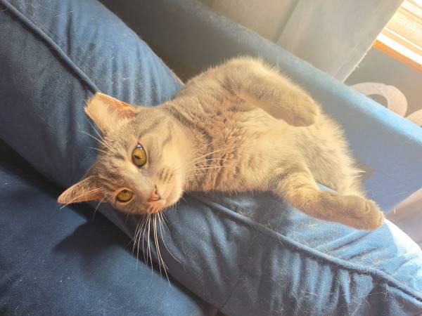 Gata hembra de 2 años, esterilizada