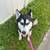 Siberian husky mix 1 thumbnail