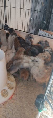Silkies chicks 1