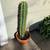 Houseplants-Cactus 7 thumbnail