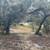 Five acres for sale - Eustis - Bring your horses 9 thumbnail