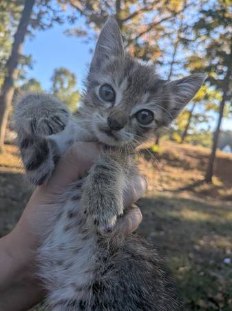 Free kittens 1