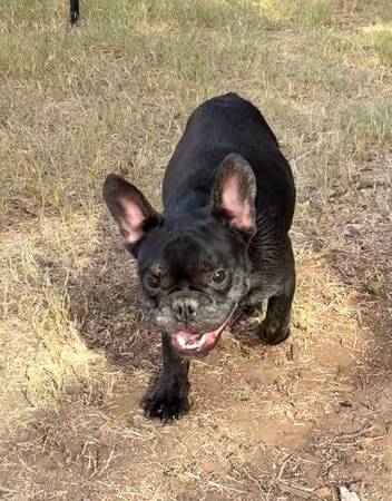 Male Frenchie (Wichita Falls)