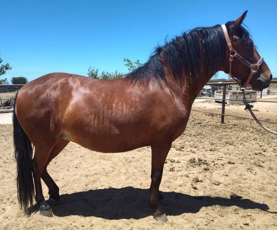 3yr old pony 1