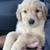 Golden retrievers 2 thumbnail