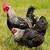 Roosters: Maran, easter egger, Birchen, quail, eggs 1 thumbnail