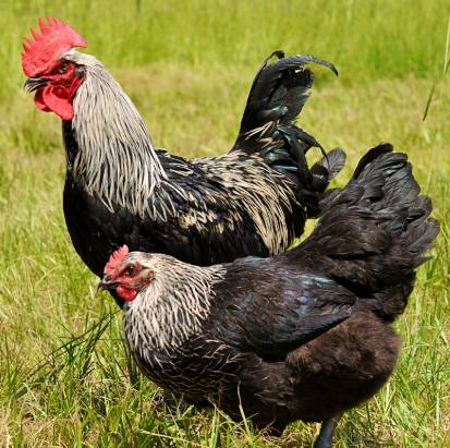 Roosters: Maran, easter egger, Birchen, quail, eggs 1