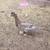 Unique Pure Muscovy Ducks! 4 thumbnail