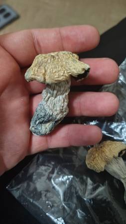 Mushrooms 1
