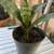 Succulents etc. 9 thumbnail