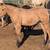 Dunskin AQHA stud colt 7 thumbnail