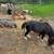 Minature horses for sale 4 thumbnail