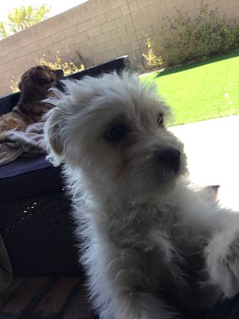 Lost dog 9-2-25 (S.las vegas)63677748835329123