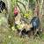 Handsome Rooster 1 thumbnail