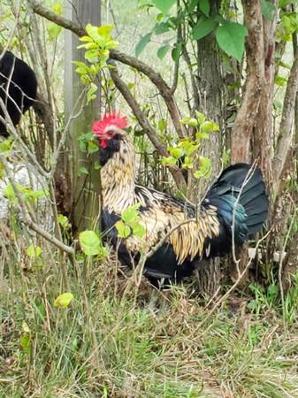 Handsome Rooster 1