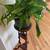 Peace-Lily, Plant Stand w/drawers, and Pottery ‘Water-catch’ Platter 9 thumbnail
