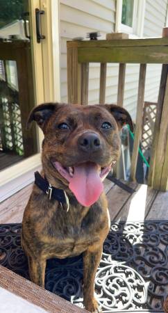 Free doggo for loving home. 1