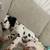 Long haired Dalmatian 2 thumbnail