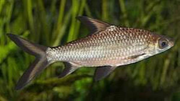FREE FISH 1
