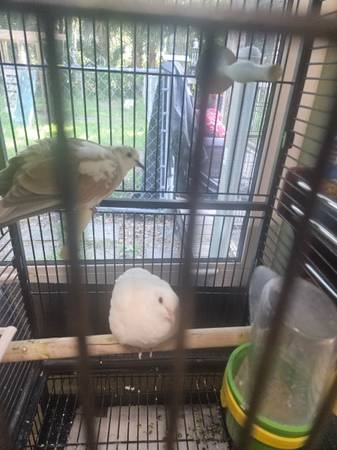 Ringneck dove pair nonbreeding with cage 1