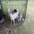 Billy goats 2 thumbnail