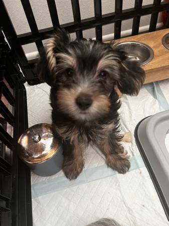 Cachorro Yorkie
