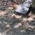 Blue copper marans 1 thumbnail
