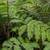Australian Tree Fern 7 thumbnail