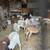 Sheep  goats 5 thumbnail