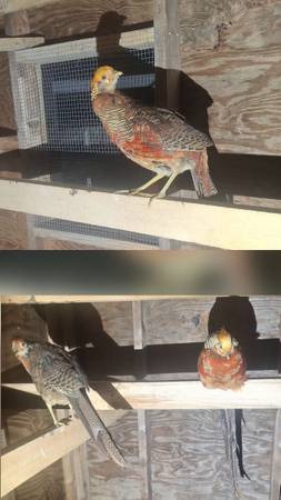 Pheasants 1