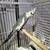 2 Breeding-Ready Cockatiels 2 Yrs & 1 Yr Old - Bring Your Cage 6 thumbnail