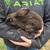 Bunnies 5 thumbnail
