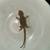 Hypo citrus translucent bearded dragon 3 weeks old 2 thumbnail